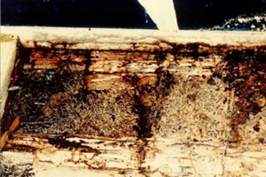 about_termite_img017